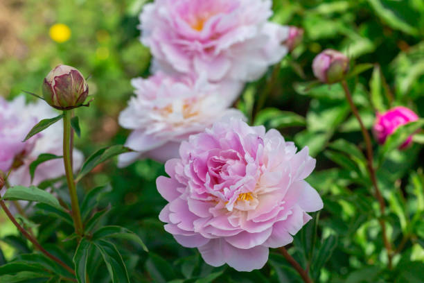 istock Peony flower blooming in Japanese garden 1486672434