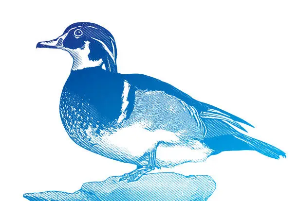 Vector illustration of A Male Wood Duck perching