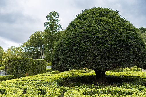 Big green tree cut and maintained in a round shape. Park with hedge and trees