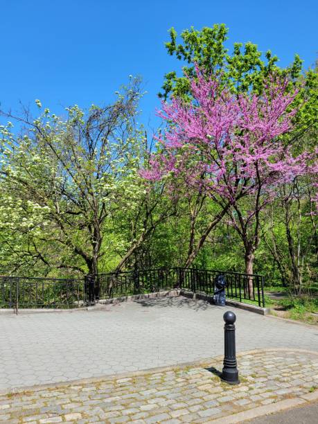istock English redbud and other trees 1486674653