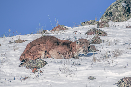 Mountain Lion lying on snowy mountain side is injured in the Yellowstone Ecosystem of western USA , North America. Nearest cities are Denver, Colorado, Salt Lake City, Utah, Jackson, Wyoming, Gardiner, Cooke City, Bozeman and Billings, Montana. North America