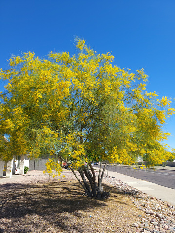 Xeriscaping residential road shoulder with Palo Verde in full bloom during Arizona Spring