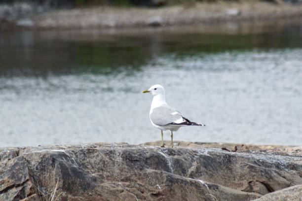istock Close-up of a seagull perching on shore 1486680218