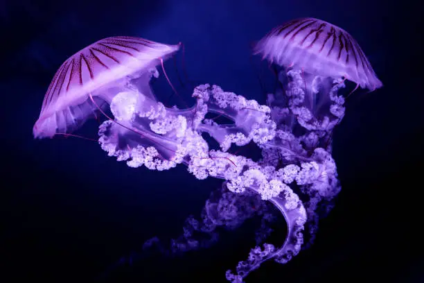 Photo of Jellyfish The South American sea nettle (Chrysaora plocamia) on dark background