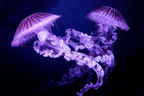 jellyfish the south american sea nettle (chrysaora plocamia) on dark background - moon jellyfish jellyfish sea sea life imagens e fotografias de stock