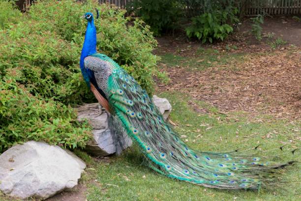 istock Vibrant peacock in a lush green meadow, displaying its impressive tail feathers 1486688866