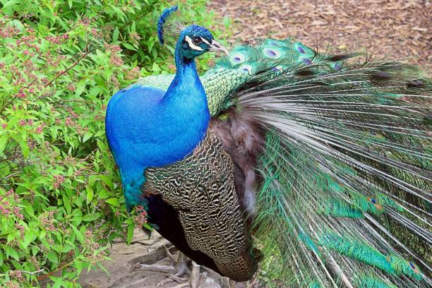 istock Vibrant peacock in a lush green meadow, displaying its impressive tail feathers 1486688867