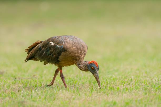 istock Warty ibis (Pseudibis papillosa) in a grassy field eating grass 1486688868