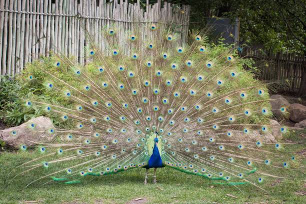 istock Vibrant peacock in a lush green meadow, displaying its impressive tail feathers 1486688870