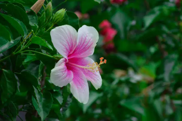 Close Up View Beauty Of Blooming Hibiscus Flowers, With White And Pink Colors, Among The Foliage