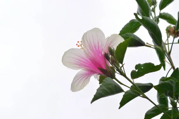 Low Angle View Beautiful Blooming White And Pink Hibiscus Flowers, Leaves, And Stems