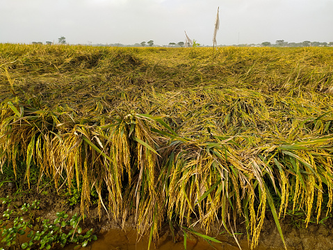 View of rice plants partially collapsed due to bad weather,location in Sukoharjo Indonesia.