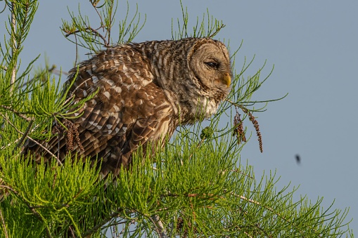 A Barred Owl (Strix varia) owl perched on a branch of a tree in a serene forest setting