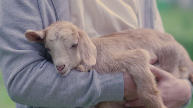 Young man holding a goat cub in his arms, Animal lover human happiness concept
