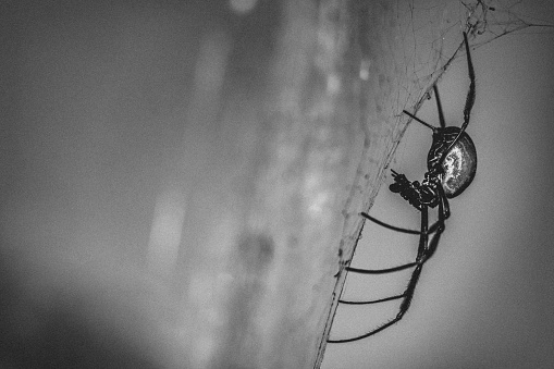 A close-up of a red-legged golden orb-weaver spider (Trichonephila inaurata) in grayscale