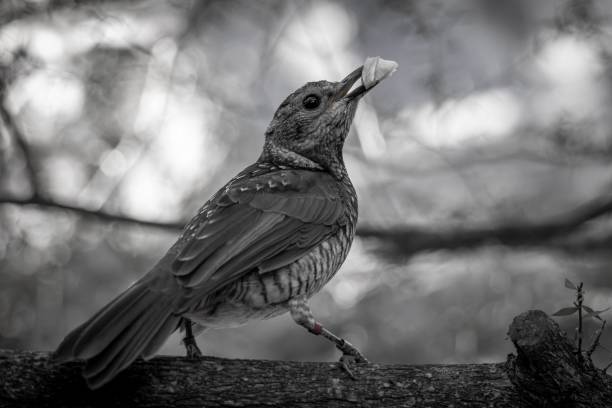 istock Grayscale of a beautiful satin bowerbird (Ptilonorhynchus violaceus) bird perched on a branch 1486699819