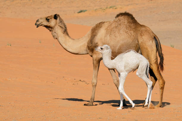 istock A camel with a young calve on a desert sand dune, Arabian Peninsula 1486700398