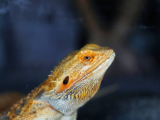 istock iguanas in the zoo 1486700704