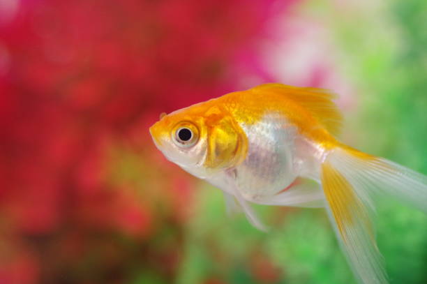 istock goldfish in aquarium (fantail goldfish) 1486701739