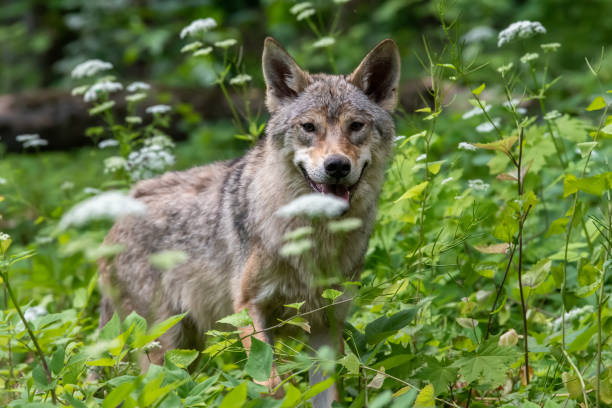 istock Wolf portrait in summer forest. Wildlife scene from nature 1486702787
