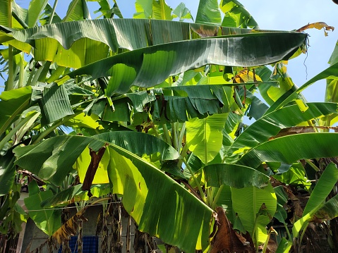 Lush banana leaves in the garden with lush