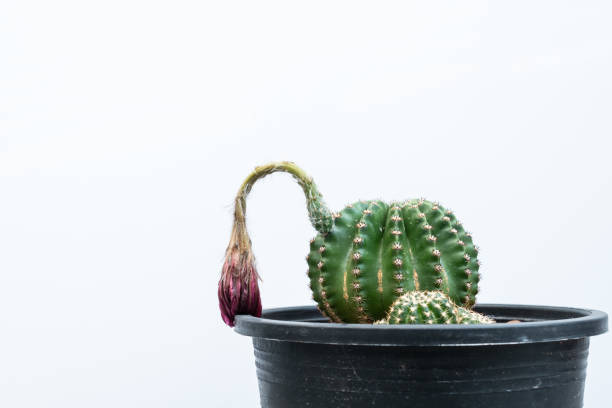 cactus echinopsis con gran flor marchita. - cactus spine fotografías e imágenes de stock