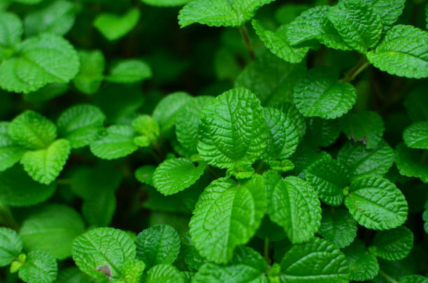 istock a leaf image, the nature concept photo 1486704682