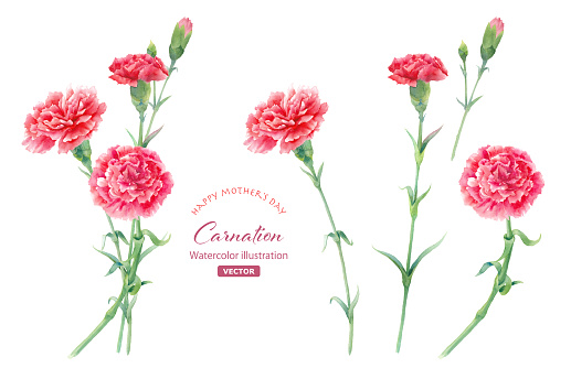 Watercolor illustration of red carnation. Mother's day decoration. (vector)