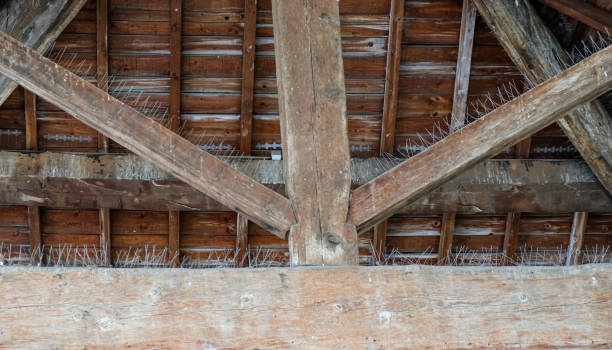 pointes de pigeon ou pointes anti-perchoir. - building block photos et images de collection