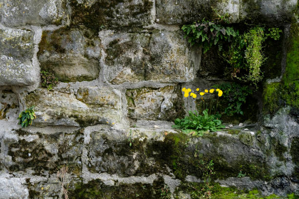 istock Flowers and moss grow on a medieval stone wall. 1486707093