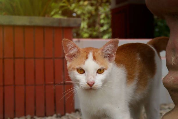 Turkish Van cat walking in the backyard garden
