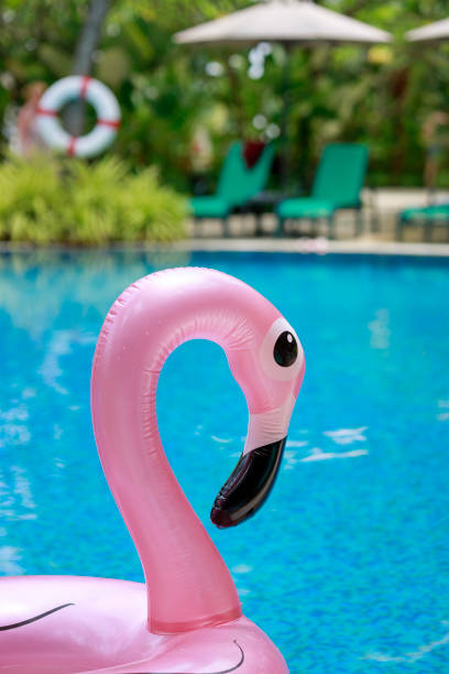 istock Inflatable flamingo ring floating in sunny swimming pool 1486714630