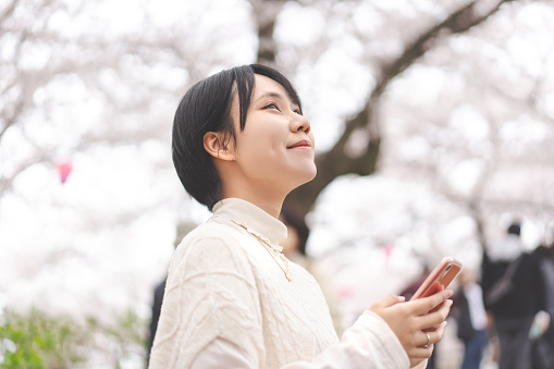 Young adult japanese tourist woman looking sakura cherry blossom tree. Travel season hanami festival culture in japan on spring March and April.