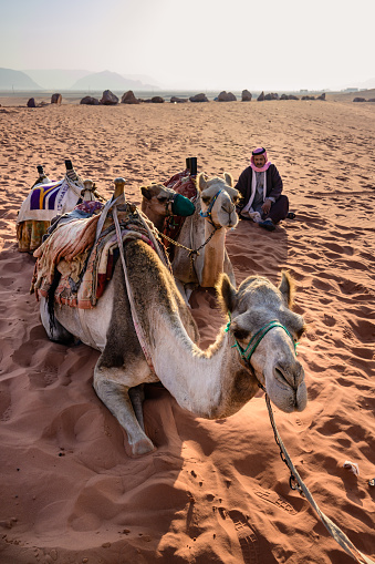 Wadi Rum, Jordan - October 30 2022: Riding Camels and Bedouin Guide in the Desert of Wadi Rum.