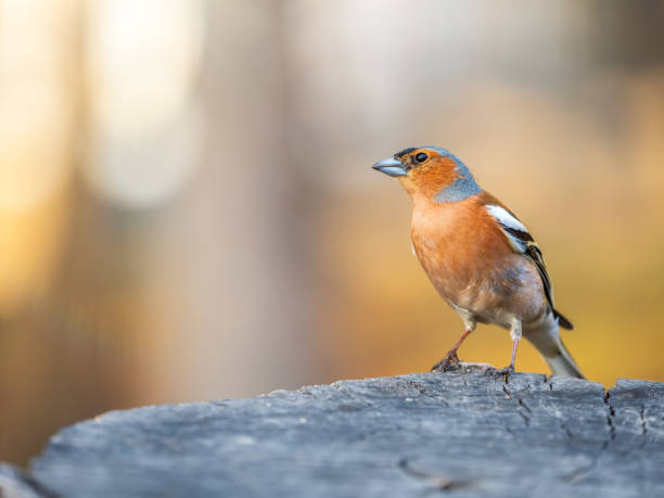 istock Common chaffinch, Fringilla coelebs, sits on a tree. Common chaffinch in wildlife. 1486718838