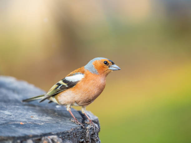 istock Common chaffinch, Fringilla coelebs, sits on a tree. Common chaffinch in wildlife. 1486718866
