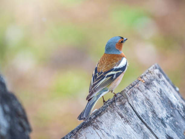 istock Common chaffinch, Fringilla coelebs, sits on a tree. Common chaffinch in wildlife. 1486718874