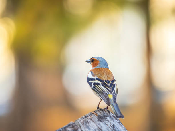 istock Common chaffinch, Fringilla coelebs, sits on a tree. Common chaffinch in wildlife. 1486718911