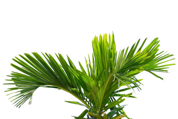 istock coconut or plam tree branch isolated with white background and with clipping path. 1486720343