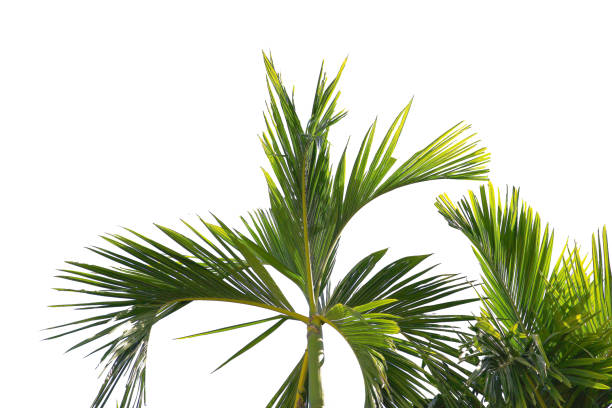 istock coconut or plam tree branch isolated with white background and with clipping path. 1486720379