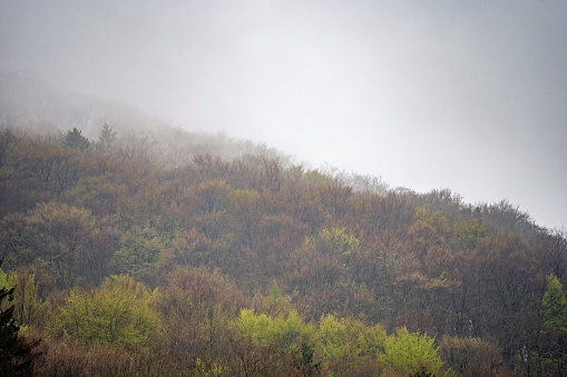 A stunning landscape featuring a lush green hillside surrounded by tall trees with a hazy fog in the background