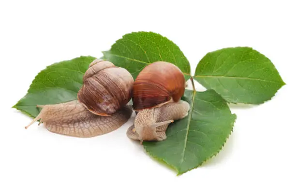 Photo of Two brown snails with leaves.