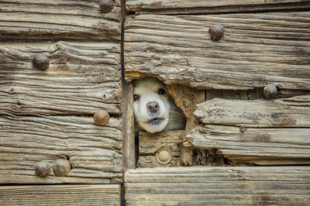 istock Cute white dog looking at the camera through a crack 1486722570