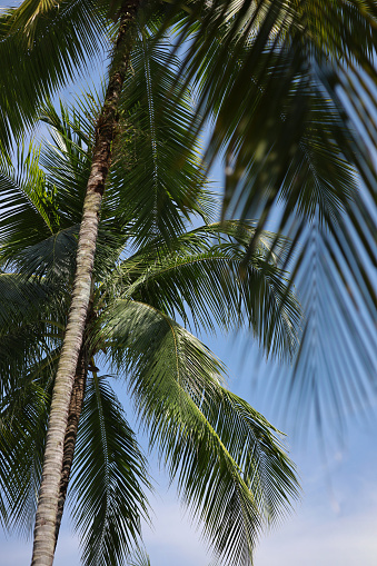 Low Angle View Of Palm Tree Against Sky