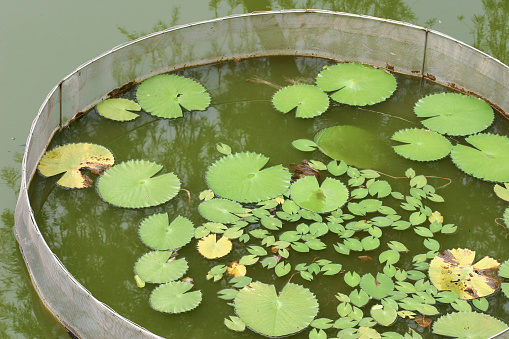 Beautiful green lotus leaf in a black dark pond.