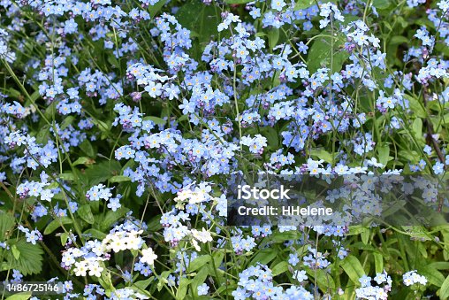 istock woodland Forget-me-not 1486725146