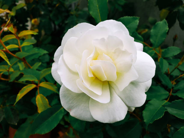 beautiful white roses with drops of dew on petals