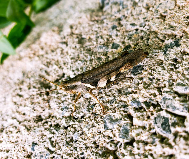 istock Grasshopper, locust, cricket, pyrgomorphidae 1486726121