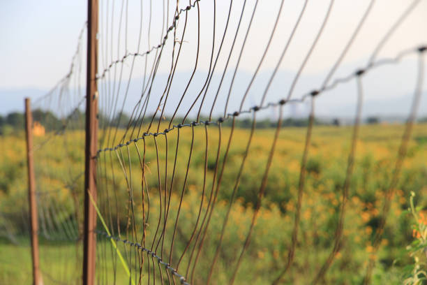 istock An old iron mesh fence rusted in a park. 1486726140