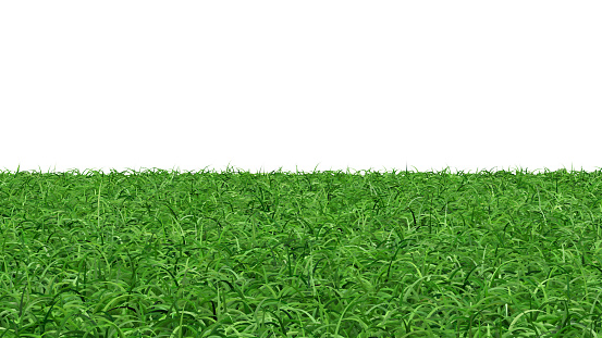 Abstract green grass and nature background image.,3d rendering